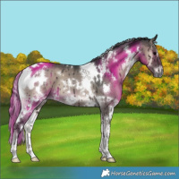 Horse Color:White Spotted Grullo Onyx Brindle