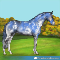Horse Color:White Spotted Blue Onyx Brindle 