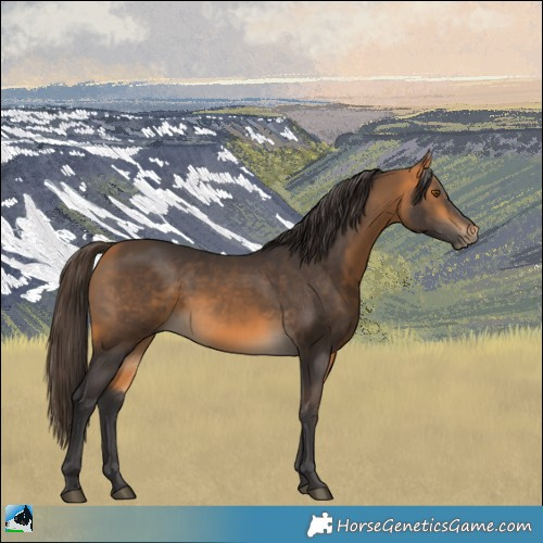 Horse Color:Buckskin 
