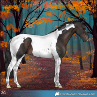 Horse Color:Brown Tobiano 