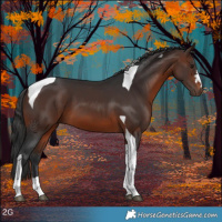 Horse Color:Brown Tobiano 