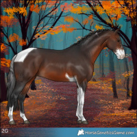 Horse Color:Brown Sabino Tobiano 