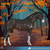 Horse Color:Brown Sabino