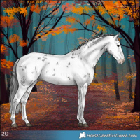 Horse Color:White Spotted Brown Sabino 
