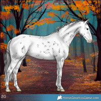 Horse Color:White Spotted Brown Sabino 