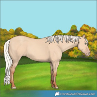 Horse Color:Silver Amber Champagne Dun 