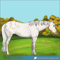 Horse Color:Silver Amber Champagne Dun Sabino Appaloosa 