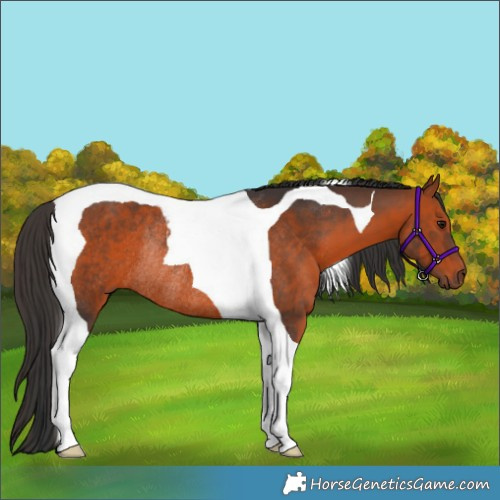 Horse Color:Bay Tobiano Rabicano 