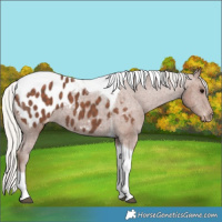 Horse Color:Silver Black Tobiano Appaloosa 