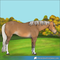 Horse Color:Silver Buckskin Tobiano 
