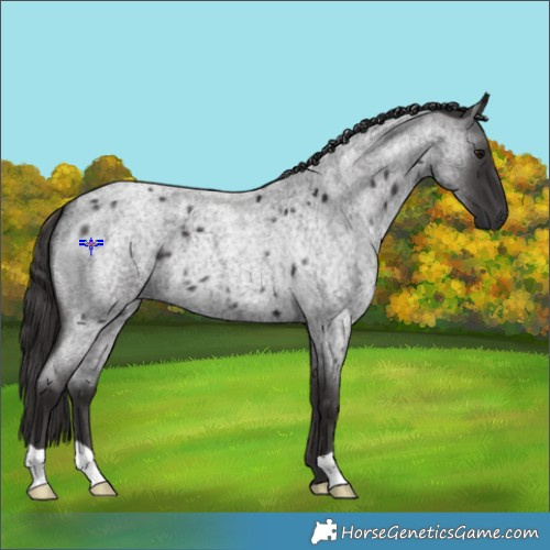 Horse Color:Smoky Blue Roan 