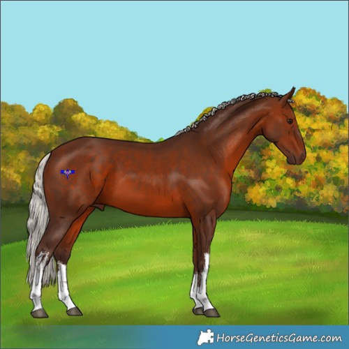 Horse Color:White Spotted Silver Bay 