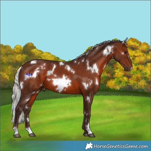 Horse Color:White Spotted Silver Brown 