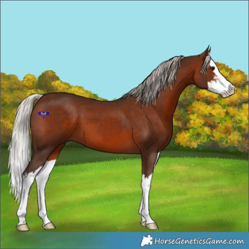 Horse Color:White Spotted Silver Brown Splash 
