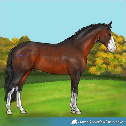 Horse Color:White Spotted Brown 