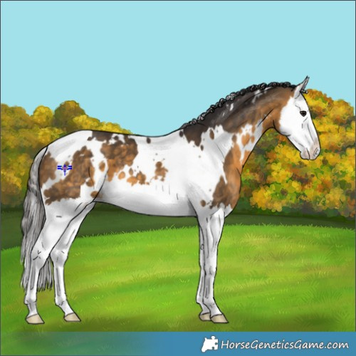 Horse Color:White Spotted Buckskin Splash 