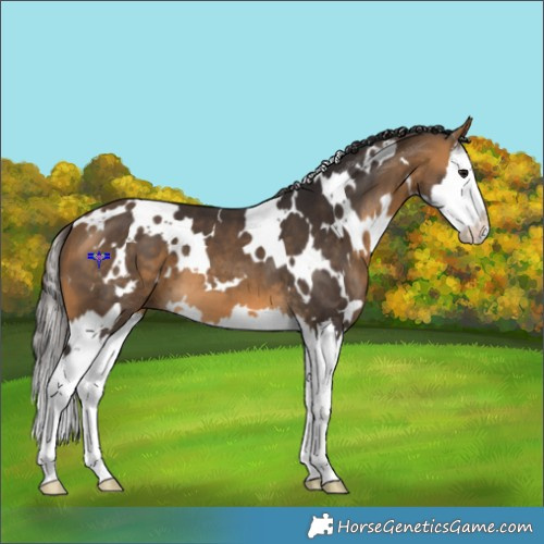 Horse Color:White Spotted Buckskin Splash 