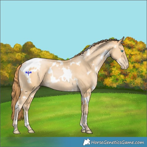Horse Color:White Spotted Buckskin Pearl 