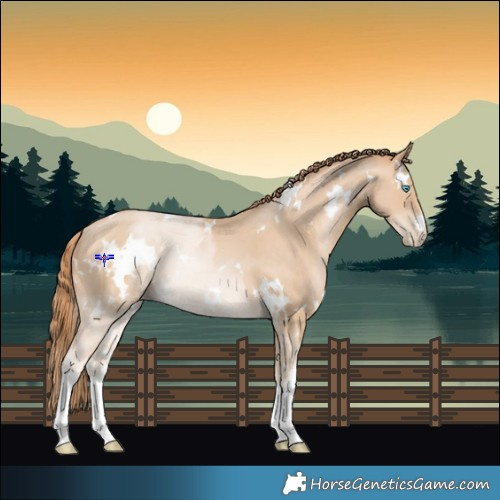 Horse Color:White Spotted Buckskin Pearl 