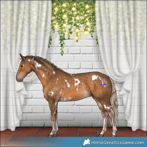 Horse Color:White Spotted Chocolate Palomino Rabicano 