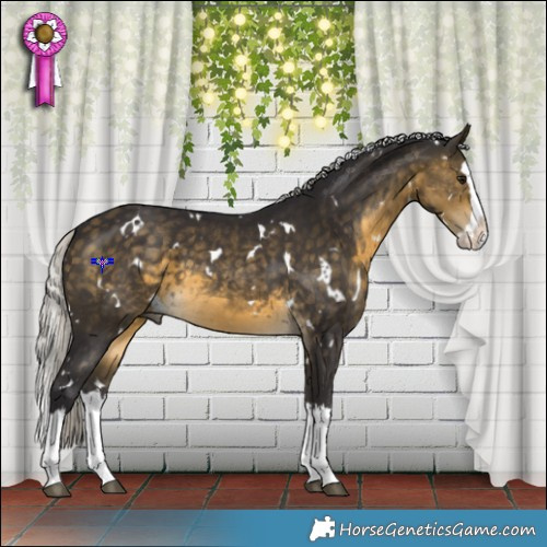 Horse Color:White Spotted Silver Buckskin Splash 