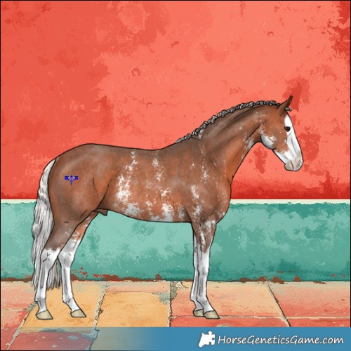 Horse Color:Silver Brown Sabino Splash Rabicano 