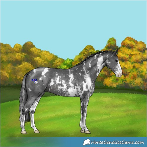 Horse Color:White Spotted Black Sabino 