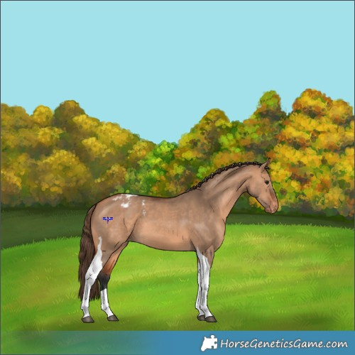 Horse Color:Bay Dun Tobiano Appaloosa 