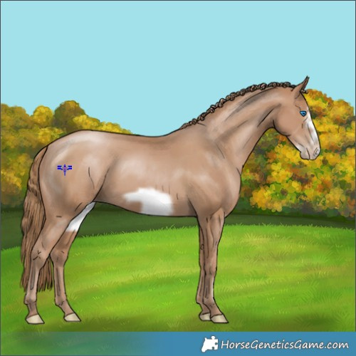 Horse Color:Black Pearl Frame 