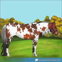 Horse Color:White Spotted Bay 
