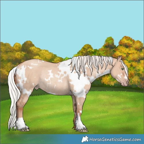 Horse Color:White Spotted Silver Amber Champagne Dun Rabicano