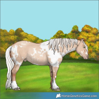 Horse Color:White Spotted Silver Amber Champagne Dun Rabicano