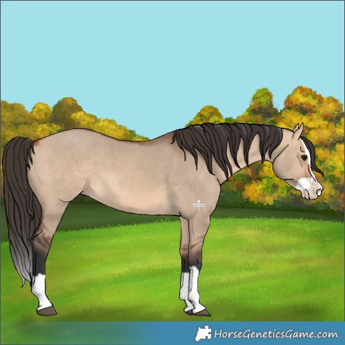 Horse Color:Bay Dun Splash 