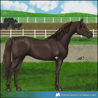 Horse Color:White Spotted Liver Chestnut 