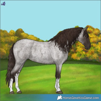 Horse Color:White Spotted Liver Red Roan 