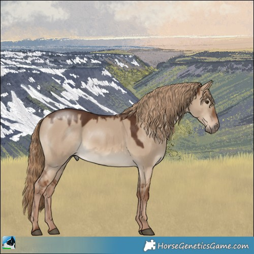 Horse Color:White Spotted Red Dun 