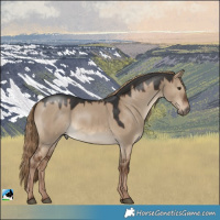 Horse Color:White Spotted Red Dun 