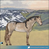 Horse Color:White Spotted Red Dun 