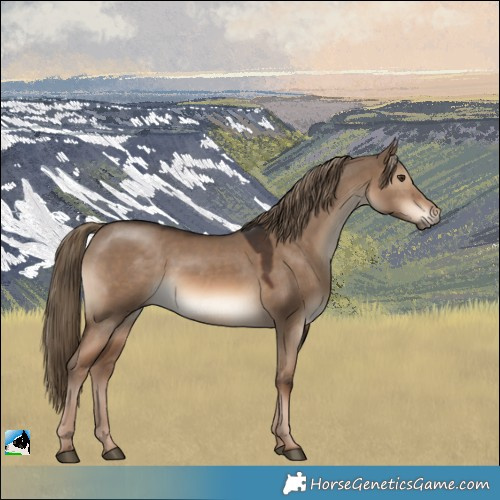Horse Color:White Spotted Red Dun 