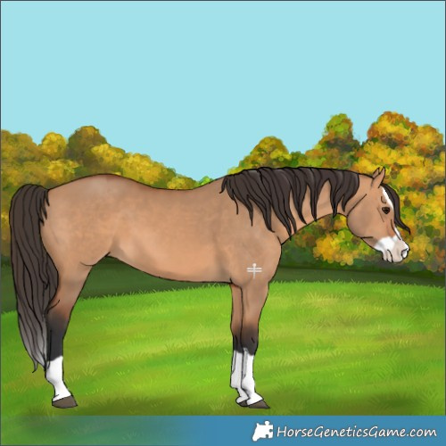 Horse Color:Bay Dun Splash 