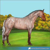 Horse Color:White Spotted Silver Brown Roan