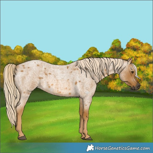 Horse Color:Gray Palomino Roan 