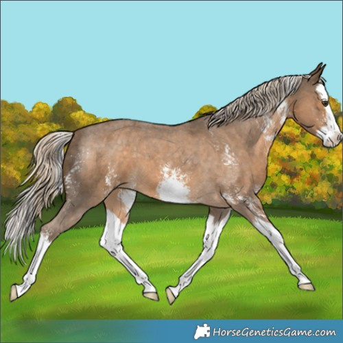 Horse Color:Chocolate Palomino Sabino Splash Appaloosa