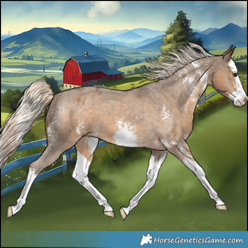 Horse Color:Chocolate Palomino Sabino Splash Appaloosa 