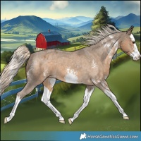 Horse Color:Chocolate Palomino Sabino Splash Appaloosa 