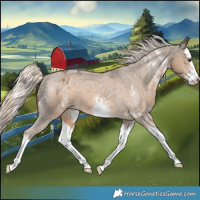 Horse Color:Chocolate Palomino Sabino Splash Appaloosa