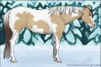 Horse Color:Classic Champagne Roan Dun Splash Tobiano Frame 