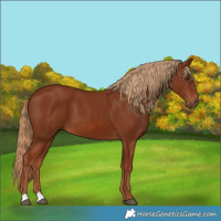 Horse Color:Chestnut 