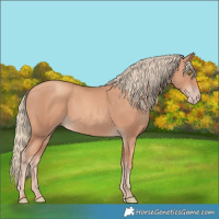 Horse Color:Gold Champagne 