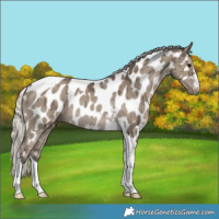 Horse Color:Silver Smoky Grullo Tobiano Appaloosa Rabicano Brindle 